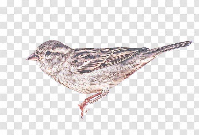 Bird Song Sparrow Beak American Rosefinches Finch - Songbird - House Transparent PNG