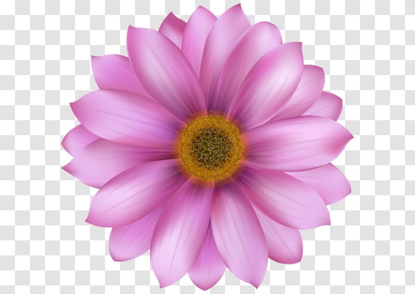 Vector Graphics Illustration Clip Art Image - Aster - Pink Flowers Gallery Yopriceville Transparent PNG