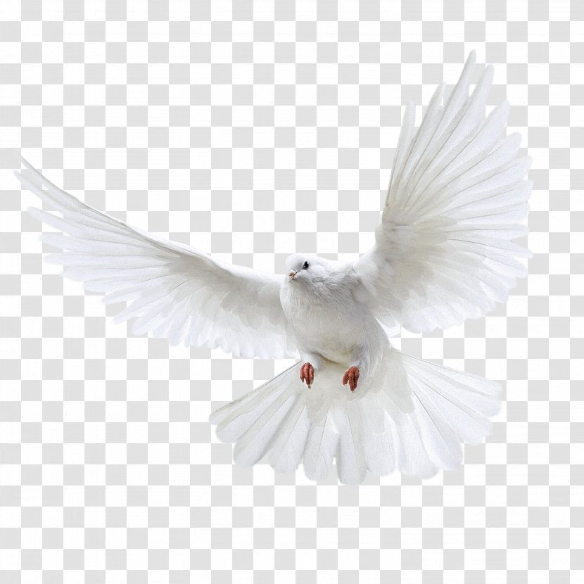 Homing Pigeon Bird Columbinae - Domestic - White Flying Image Transparent PNG