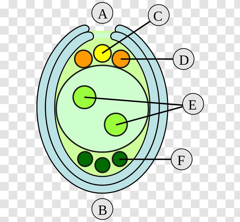 Ovule Double Fertilization Embryo Megaspore Gametophyte - Smile Transparent PNG