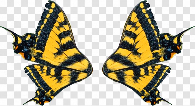 Monarch Butterfly Bird Wing Butterflies And Moths Clip Art - Invertebrate Transparent PNG