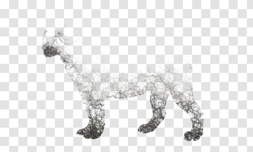 Cat Dog Mammal Drawing Carnivora - Cobwebs Transparent PNG