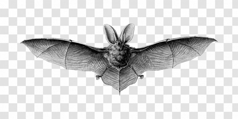 Art Forms In Nature Brown Long-eared Bat Vampire Animal Transparent PNG