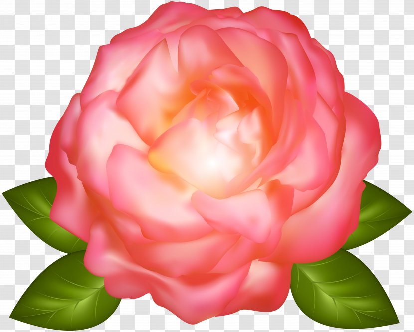 Garden Roses Cabbage Rose Floribunda - Peach - Pink Petal Transparent PNG