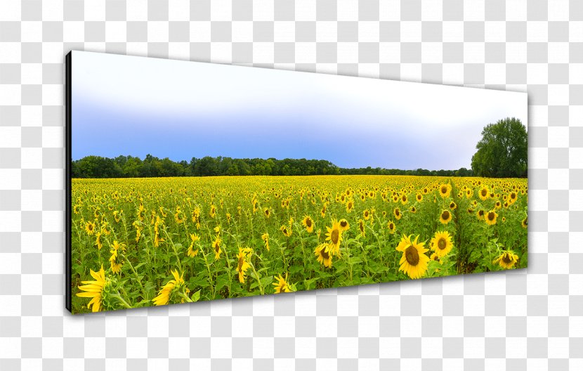 Canola Oil Grasses Farm Crop Flower - Sunflower Landscape Transparent PNG