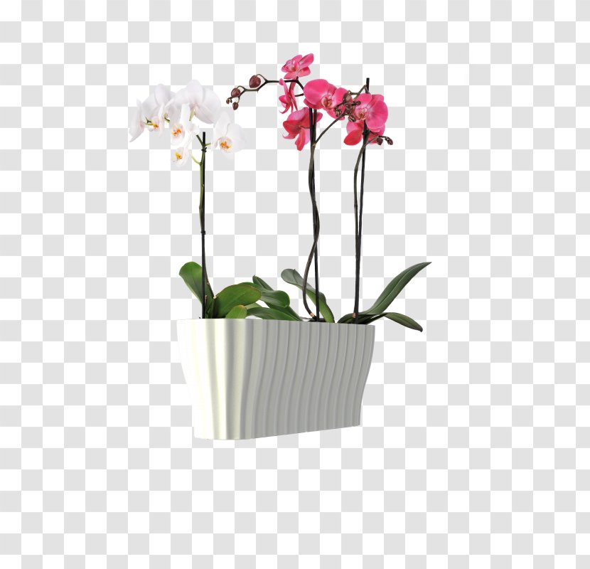 Moth Orchids Flowerpot Flower Box Plants - Orchid - Orchidea Transparent PNG