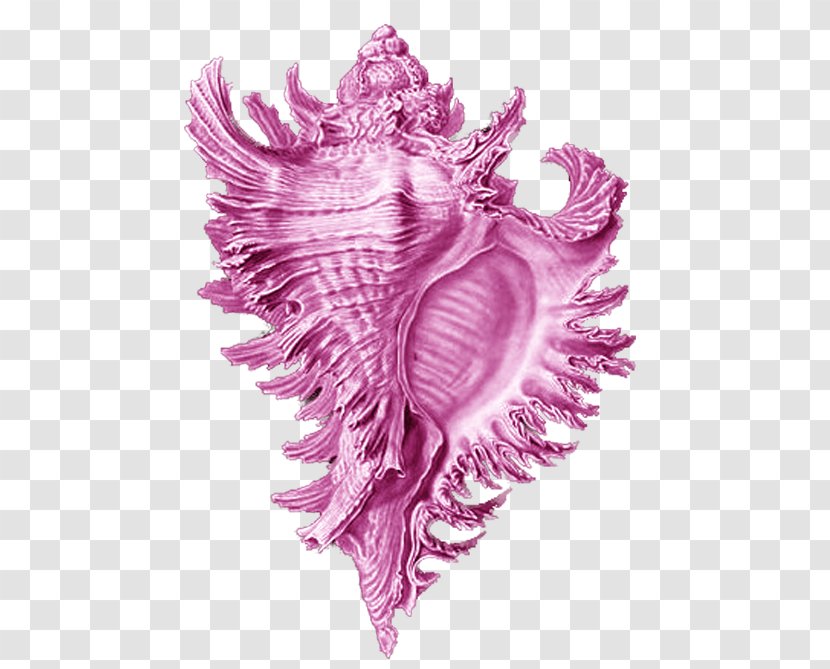 Art Forms In Nature Seashell Conch Brittle Star Sea Snail - Silhouette - Pink Material Free To Pull Transparent PNG
