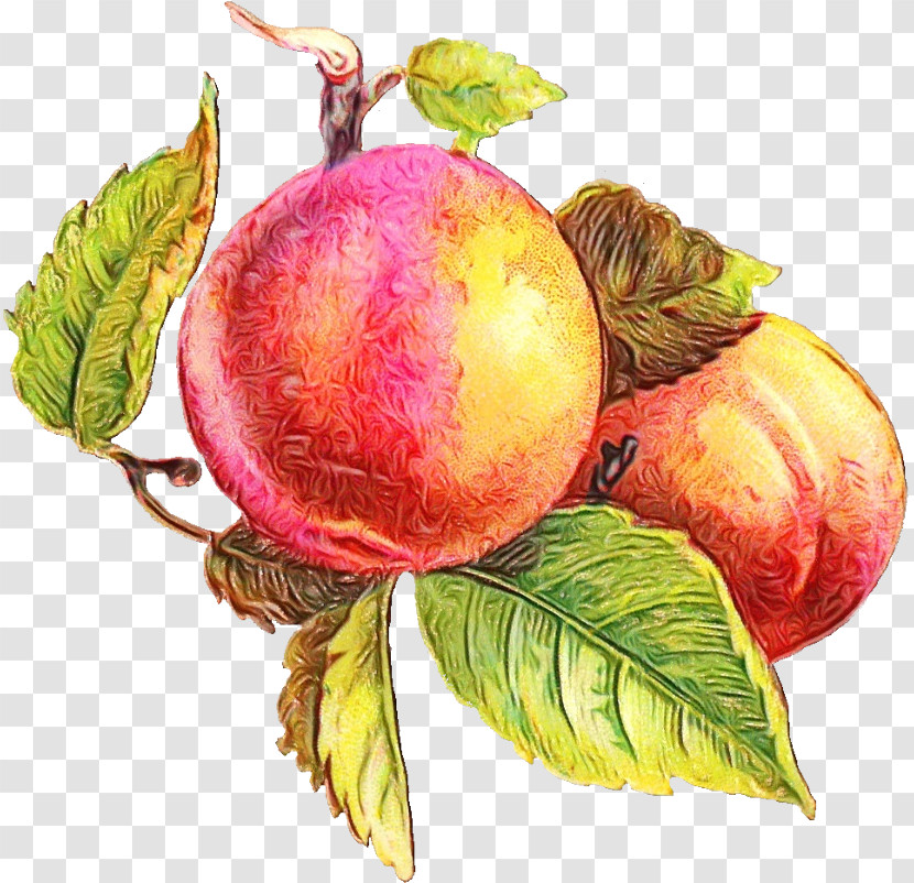 Fruit Tree Transparent PNG