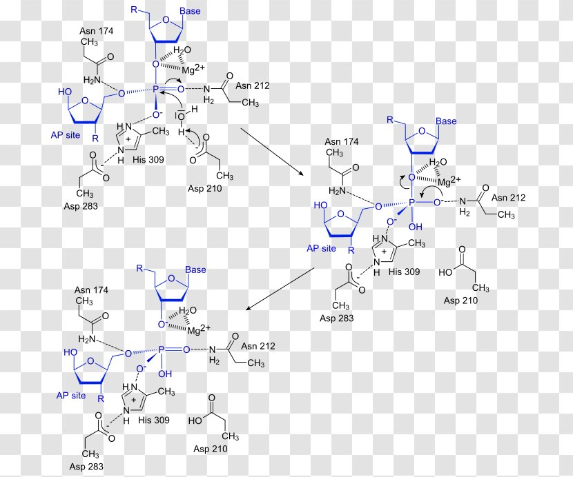 AP Endonuclease Exonuclease Enzyme Phosphodiester Bond - Area - Japanese Crane Transparent PNG