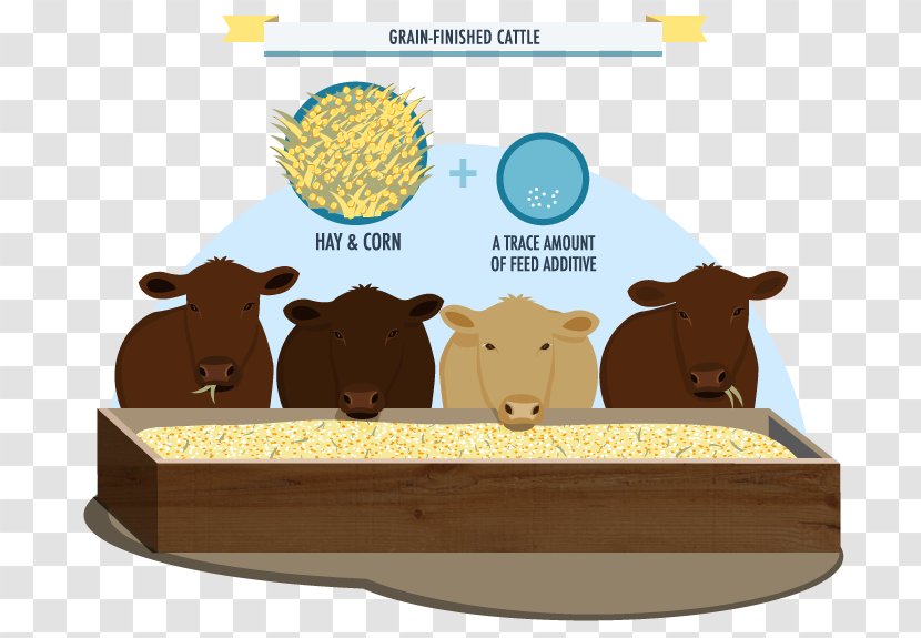 Cattle Food Cartoon - Livestock - Infographic Transparent PNG