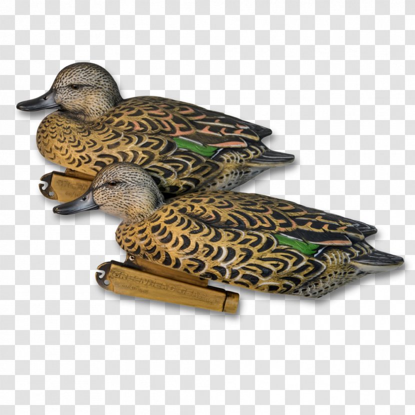 Mallard Duck Fauna Beak Transparent PNG