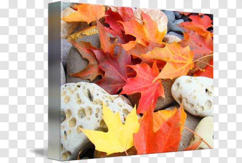 Autumn Gallery Wrap Troutman Art Canvas - Flower Transparent PNG