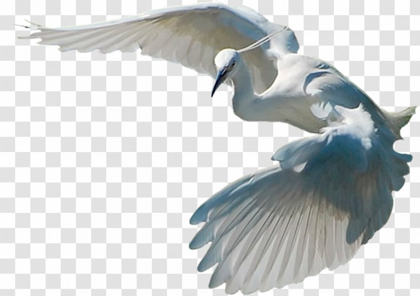 Bird Clip Art - Transparency And Translucency - Swan Transparent PNG