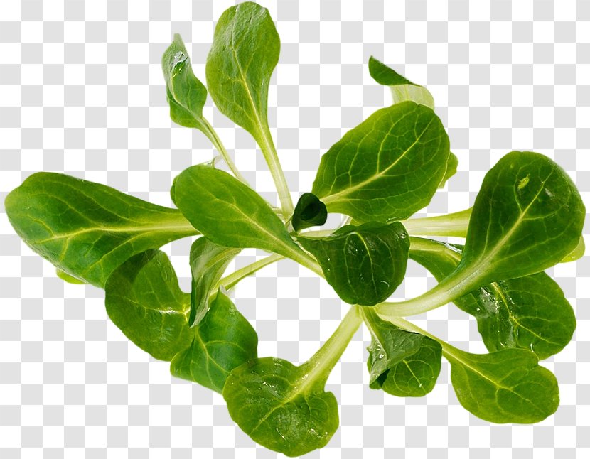 Basil Spring Greens Spinach Leaf Vegetable Transparent PNG