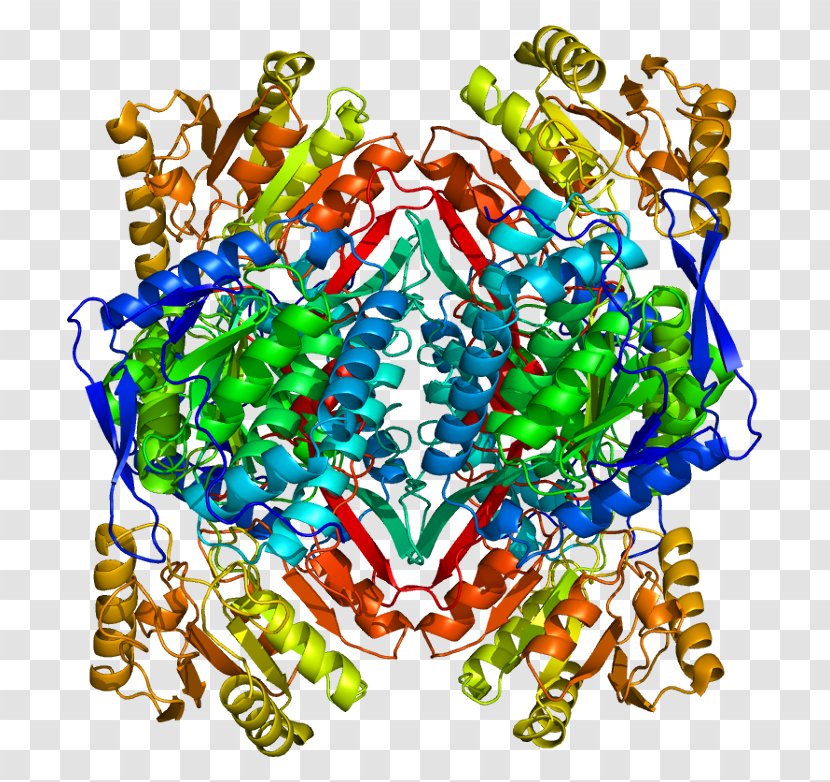 Aldehyde Dehydrogenase ALDH2 Alcohol Flush Reaction Enzyme - Organism - Protein Transparent PNG