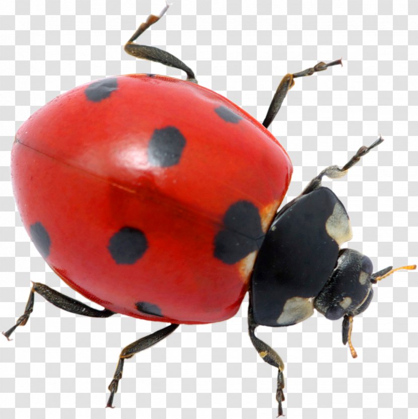 Ladybird Beetle Pest Control Ant Transparent PNG