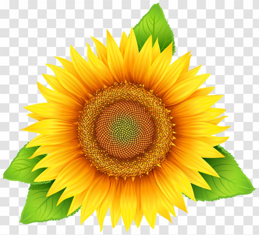 Common Sunflower Pixel - Flowering Plant - Clipart Image Transparent PNG