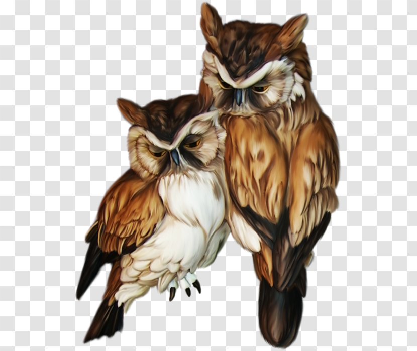 Owl Bird Animal Symbol - Athene Transparent PNG