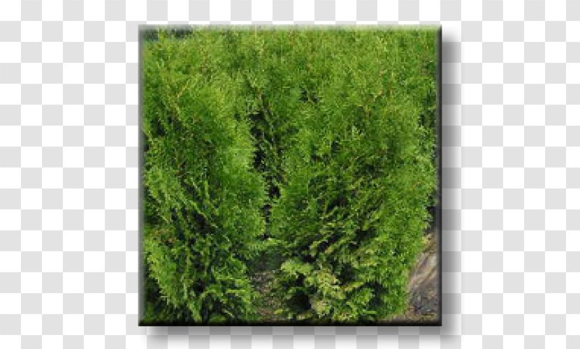 Larch Arborvitae Evergreen Conifers Oriental Arbor-vitae - Spruce Fir Forest - Thuja Transparent PNG