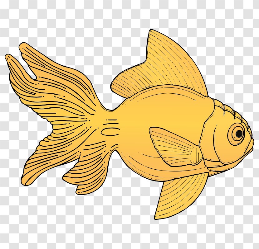 Carassius Auratus Fish Clip Art - Yellow - Free Pictures Of Transparent PNG