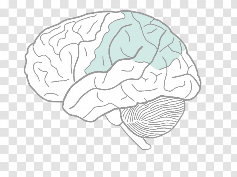 Human Brain Diagram Drawing Body - Flower Transparent PNG