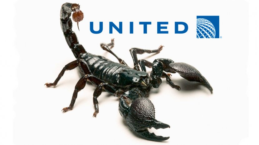 Scorpion United Express Flight 3411 Incident Airplane Airlines - Invertebrate - Scorpions Transparent PNG