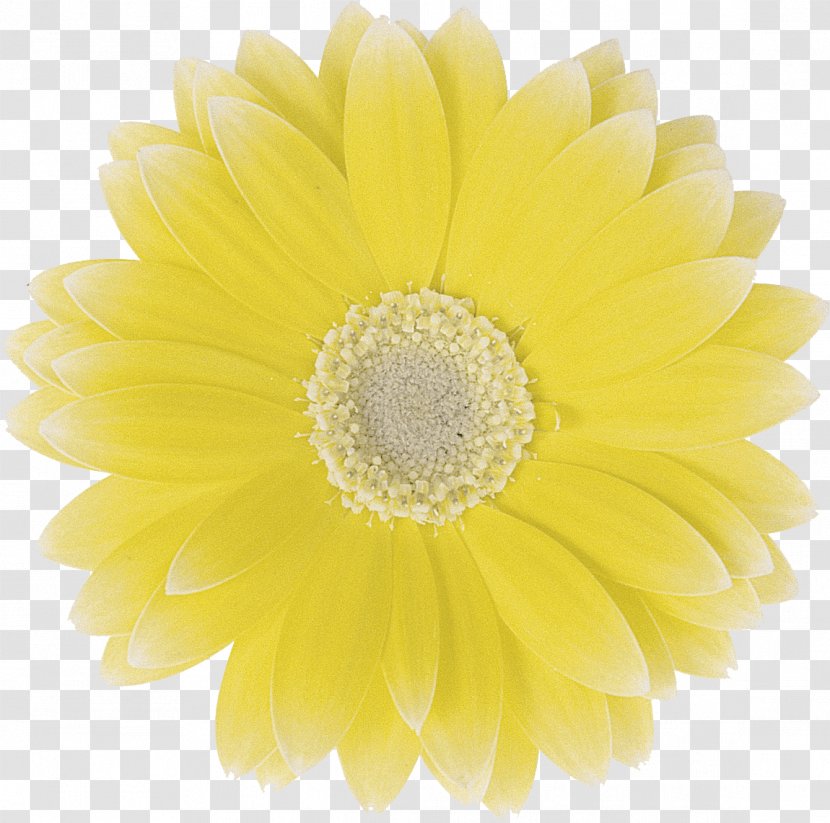 Art Transvaal Daisy Chrysanthemum Cut Flowers - Petal - Social Transparent PNG