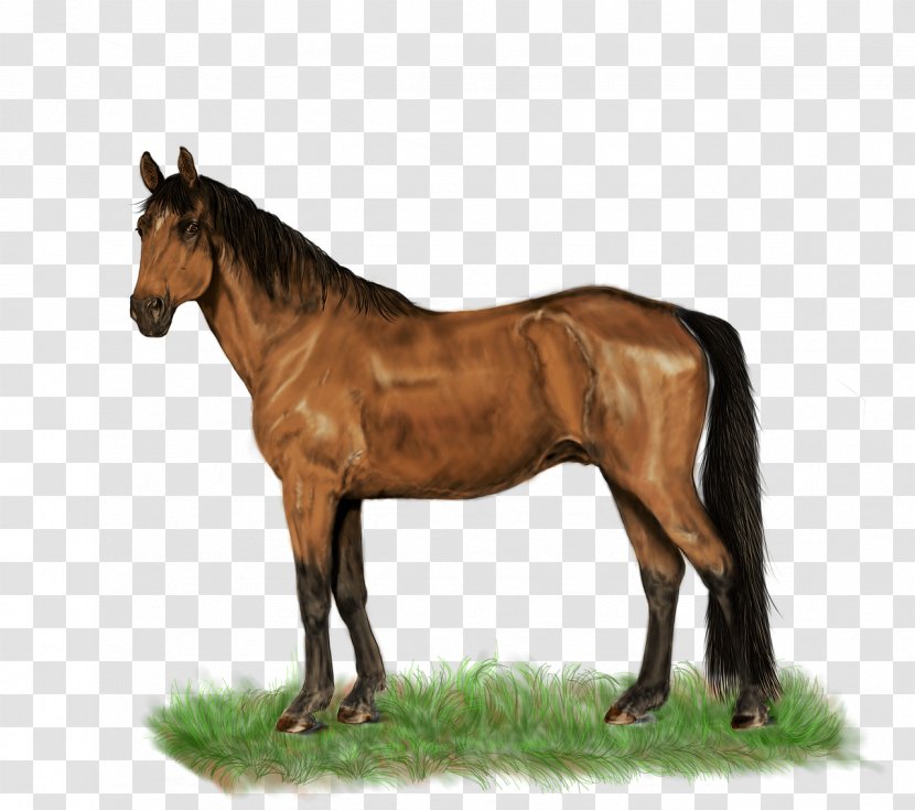 Mustang Stallion Pony Rein Mare - Yoke Transparent PNG