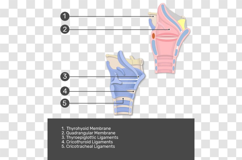 Thyroepiglottic Ligament Larynx Anatomy Hyoepiglottic - Silhouette - Thyroid Cartilage Transparent PNG