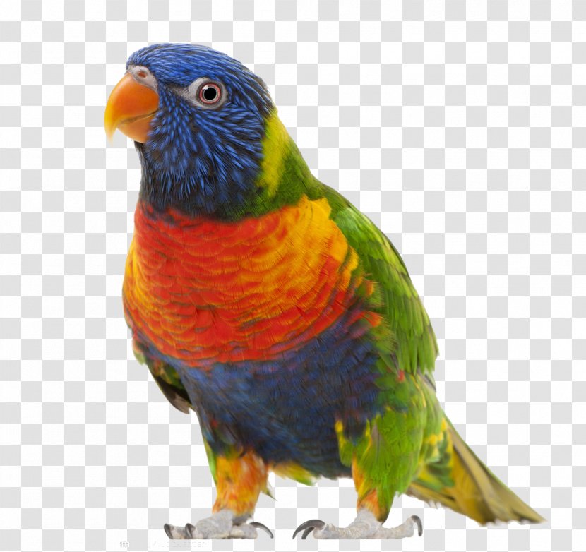 Bird True Parrot Clip Art - Drawing Transparent PNG