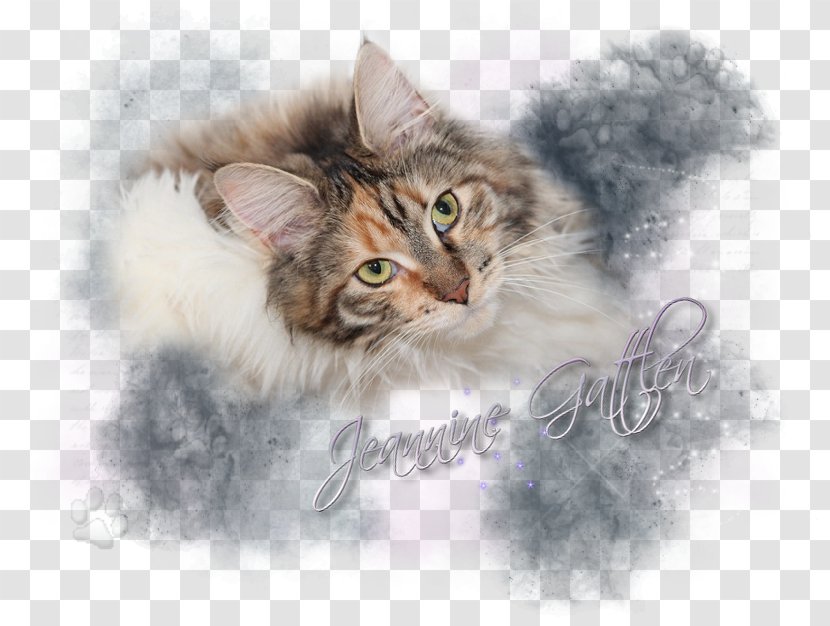 Whiskers Norwegian Forest Cat Maine Coon Kitten Siberian Transparent PNG