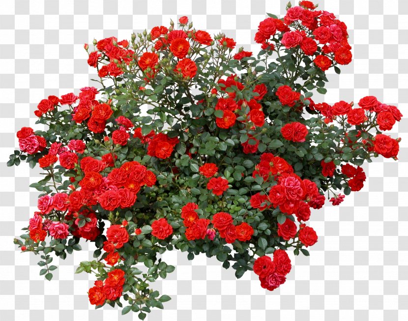 Rose Shrub Flower Clip Art - Floral Design - Bushes Transparent PNG
