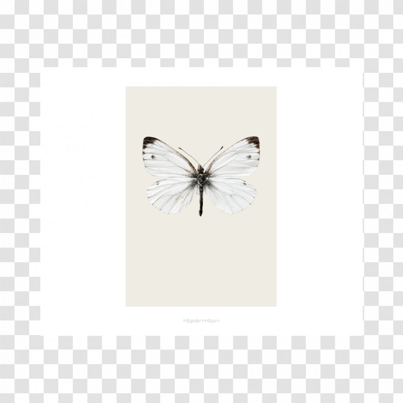 Rectangle - Pollinator - Design Transparent PNG