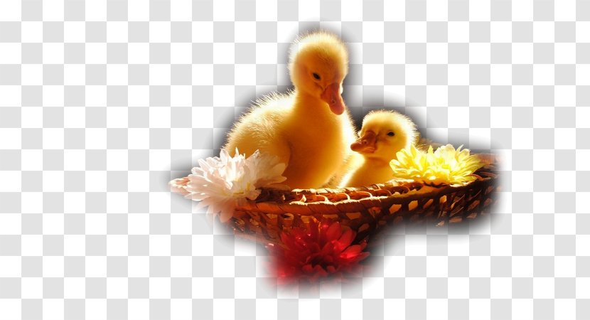 Ducklings Desktop Wallpaper Cute Animals - Computer - Logic Game For Toddlers Jigsaw Puzzle: AnimalsDuck Transparent PNG
