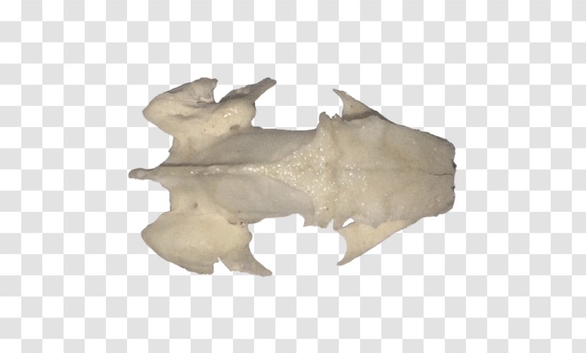 Jaw - Bone Transparent Transparent PNG