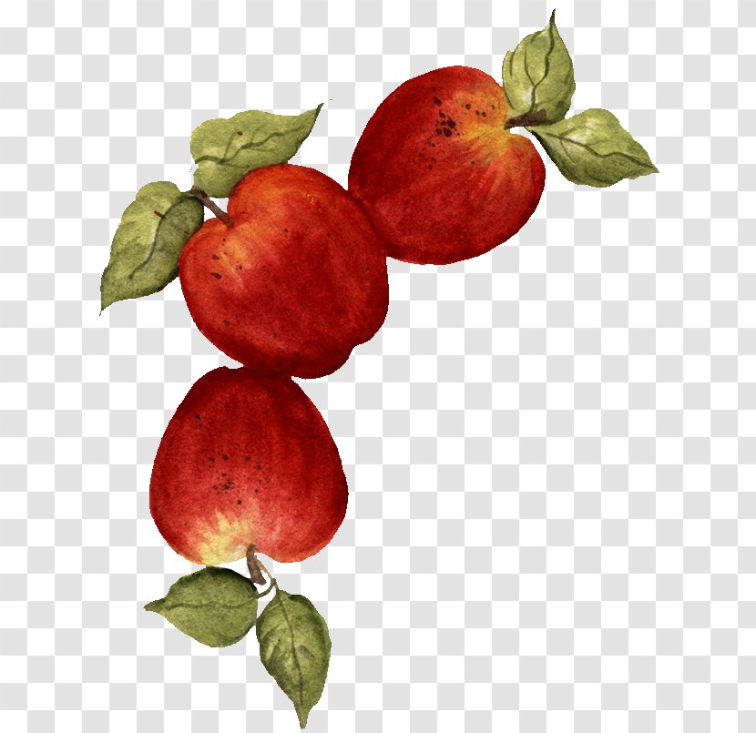 Apple Fruit Drawing Food - Gooseberry Transparent PNG