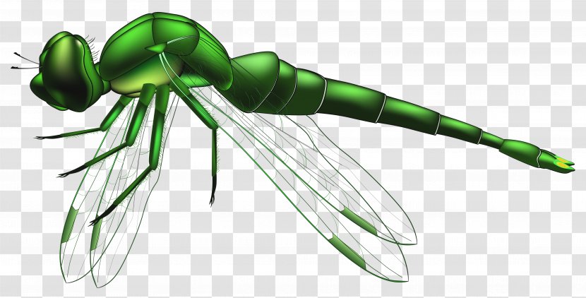 Insect Dragonfly Clip Art - Arthropod Transparent PNG
