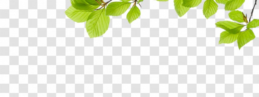 Green Leaf Pattern - Plant - Leaves Child Transparent PNG