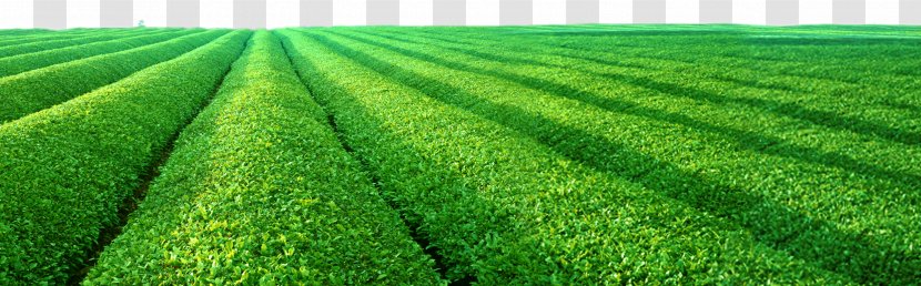 Green Tea Chayuanxiang Hubei Processing - Sichuan - Decorative Natural Transparent PNG