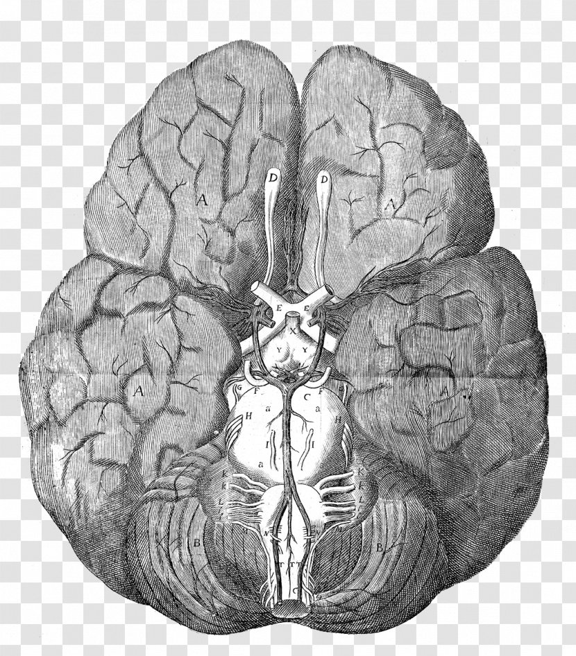 The Anatomy Of Brain Circle Willis Human - Heart Transparent PNG