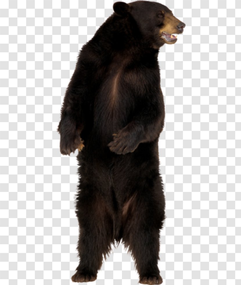 American Black Bear Polar Clip Art - Image File Formats Transparent PNG