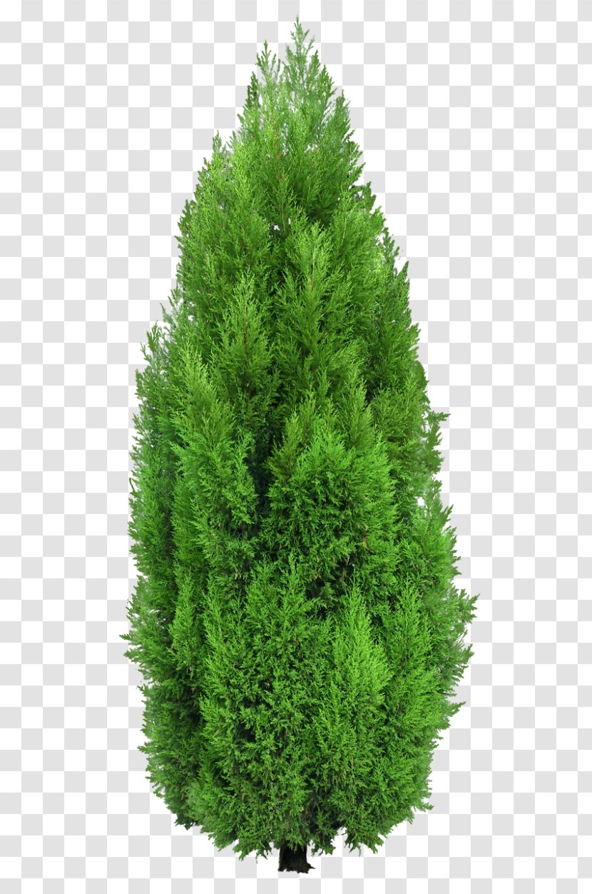 Tree Mediterranean Cypress Hedge Clip Art - Shrub - Clipart Transparent PNG