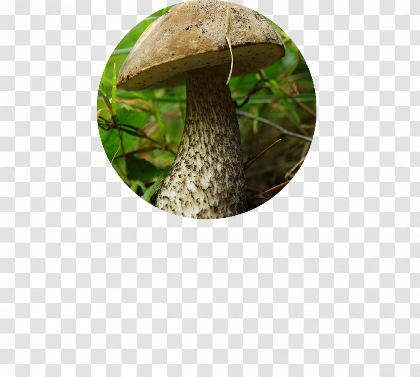 Edible Mushroom Tree Transparent PNG