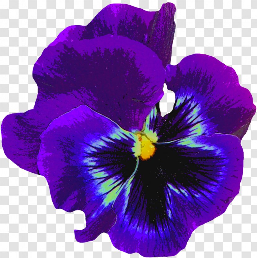 Pansy Flower Sweet Violet Purple - Single Transparent PNG
