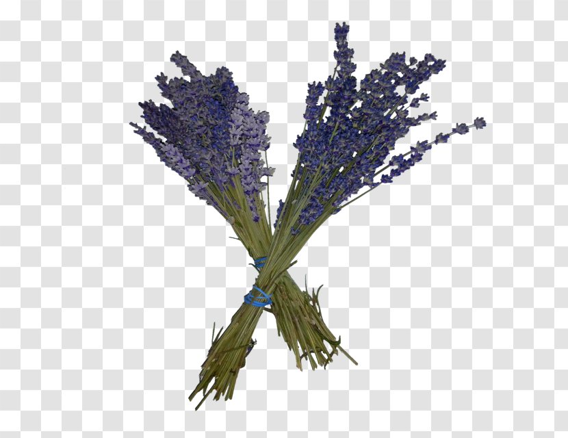 English Lavender French Twig Plant Stem - Incense Stick Transparent PNG