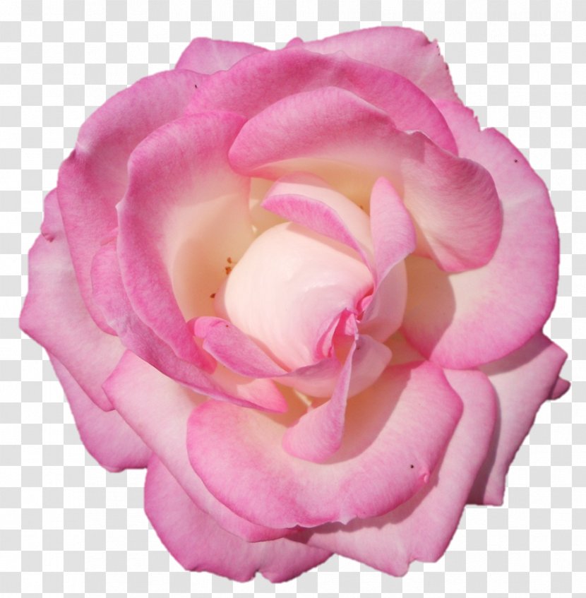 Garden Roses Cabbage Rose Floribunda Flower - Close Up Transparent PNG