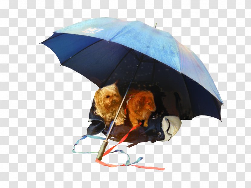 Umbrella Cartoon - Shade Transparent PNG