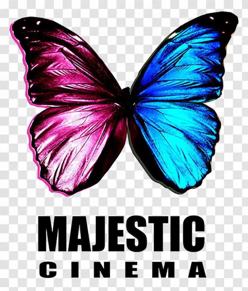 Majestic Cinema, King's Lynn Film Television Channel - Invertebrate Transparent PNG