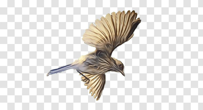 Bird Wing Beak Chickadee Songbird - Cuckoo - Sparrow House Transparent PNG