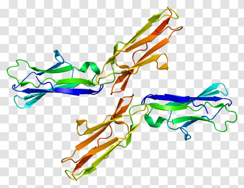 TYRO3 Protein Kinase Receptor Tyrosine - Frame - Silhouette Transparent PNG
